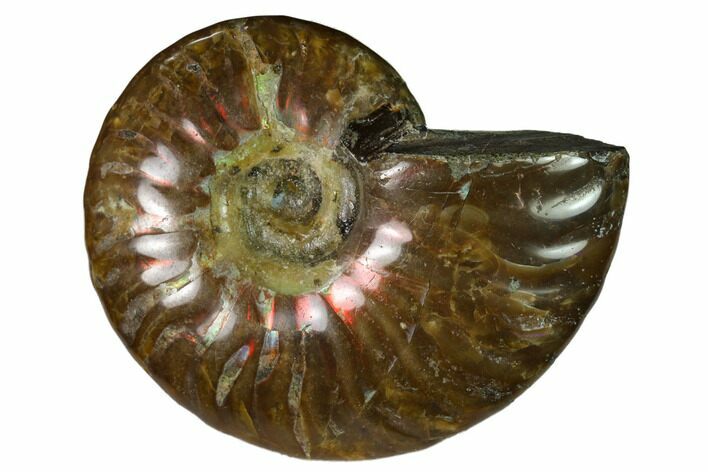 Red Flash Ammonite Fossil - Madagascar #151693